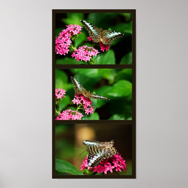 Clipper on Pentas (Porträtt) Skriv ut Poster (Framsidan)