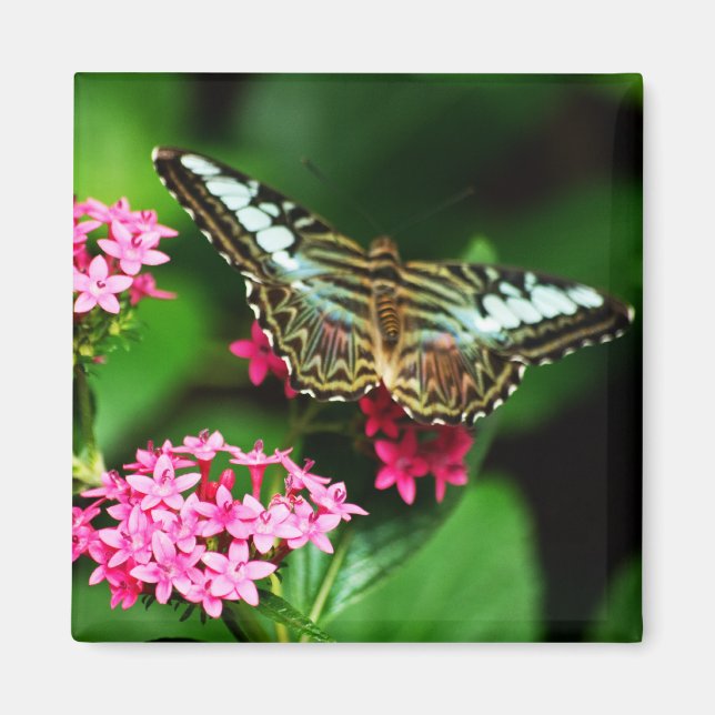 Clipper på Pentas 1 Magnet (Framsidan)