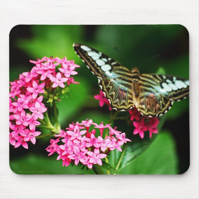 Clipper på Pentas 1 Mousepad Musmatta (Framsidan)