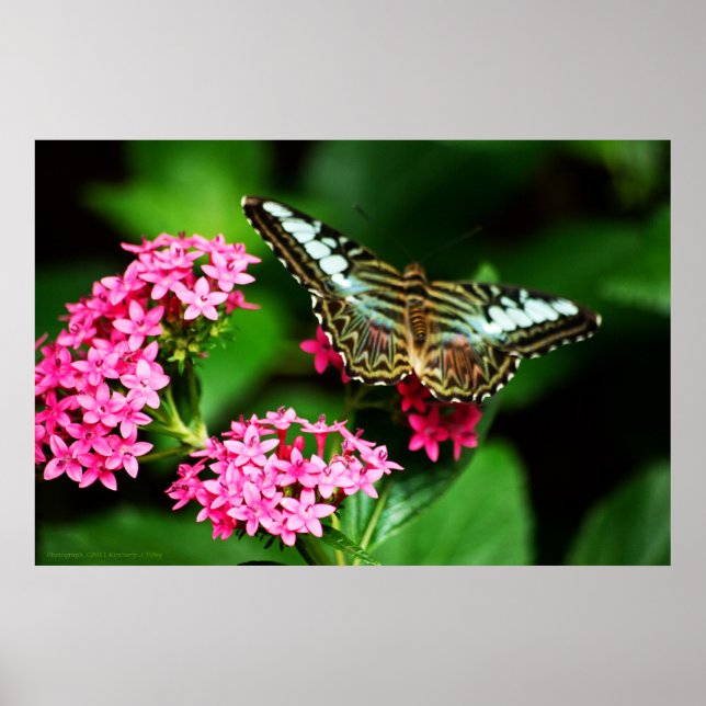 Clipper på Pentas 1 Skriv ut Poster (Framsidan)