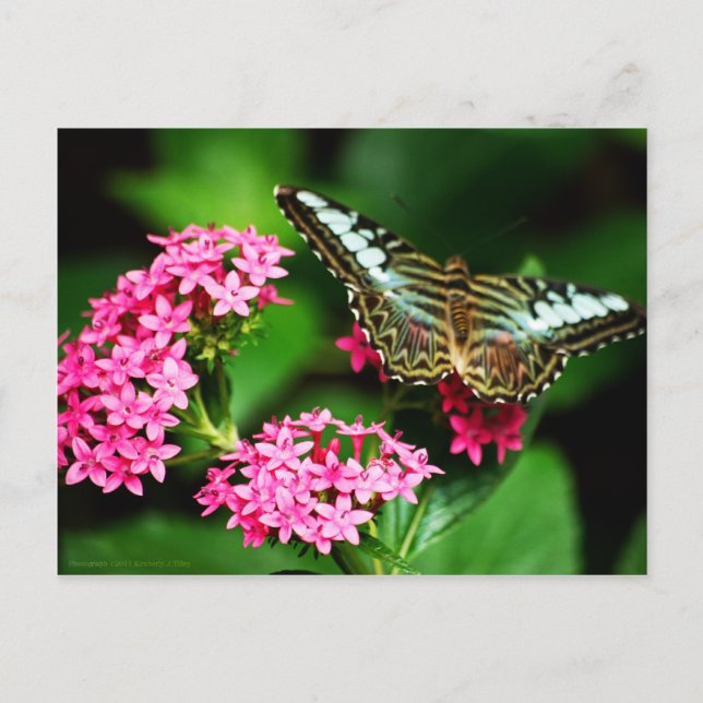 Clipper på Pentas 1 vykort (Framsida)