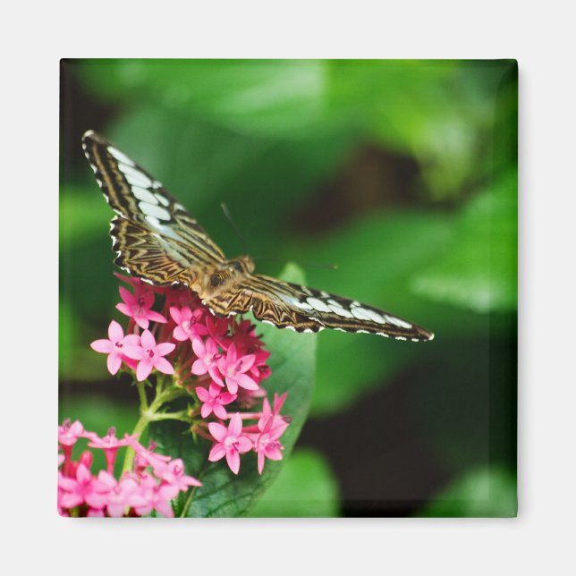 Clipper på Pentas 2 Magnet (Framsidan)