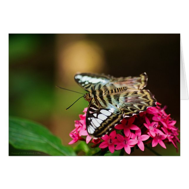 Clipper på Pentas 3-kort OBS Kort (Framsidan Horizontal)