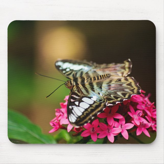 Clipper på Pentas 3 Mousepad Musmatta (Framsidan)