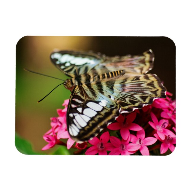 Clipper på Pentas 3 Premium Magnet (Horisontell)