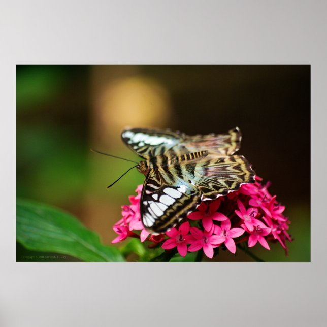 Clipper på Pentas 3 Skriv ut Poster (Framsidan)