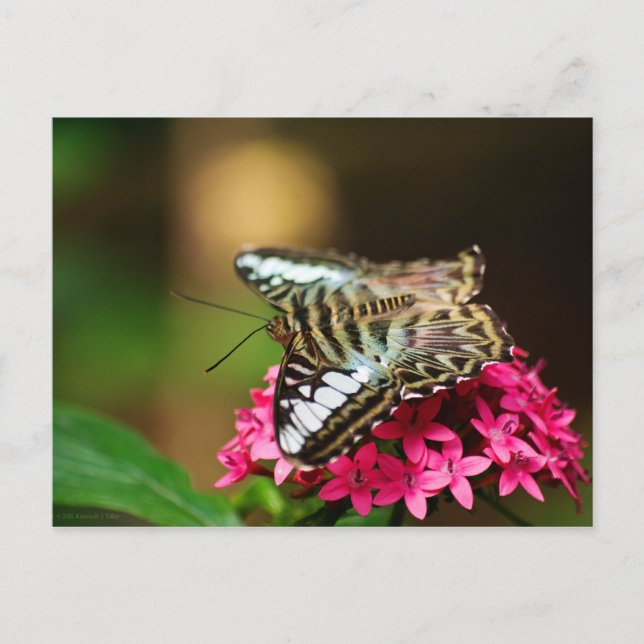 Clipper på Pentas 3-vykort Vykort (Framsida)