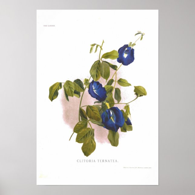 Clitoria ternatea poster (Framsidan)