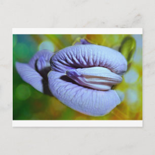 Clitoria Vykort