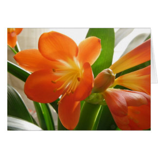 Clivia #1 hälsningskort