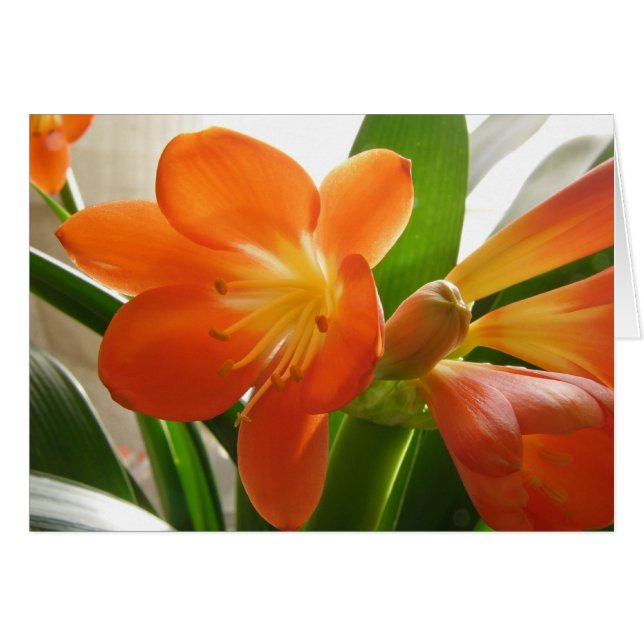 Clivia #1 hälsningskort (Framsidan Horizontal)