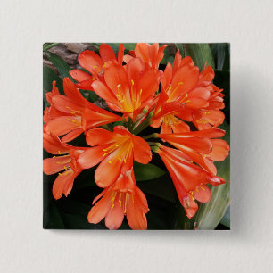 Clivia Miniata - Orangen är vacker. Knapp