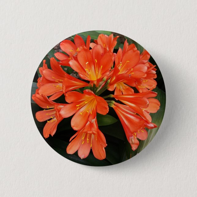 Clivia Miniata - Orangen är vacker. Knapp (Framsida)