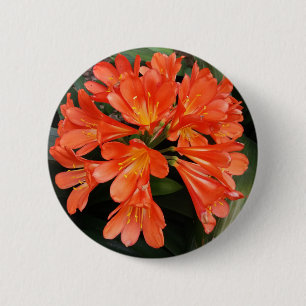 Clivia Miniata - Orangen är vacker. Knapp