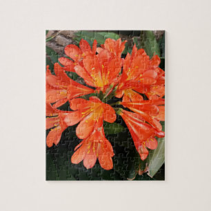 Clivia Miniata - Orangen är vacker. Pussel