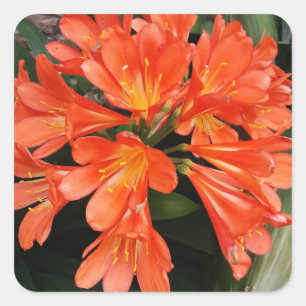 Clivia Miniata - Orangen vacker blomma Fyrkantigt Klistermärke