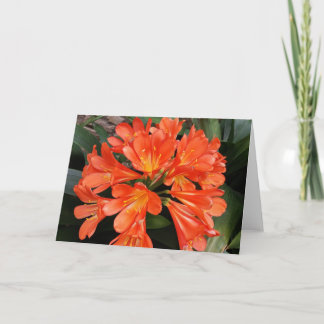 Clivia Miniata - Orangen vacker blomma Kort