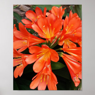 Clivia Miniata - Orangen vacker blomma Poster