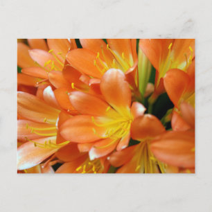 Clivia Miniata Vykort