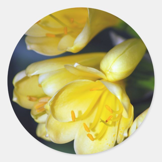Clivias Abundance Runt Klistermärke (Framsida)