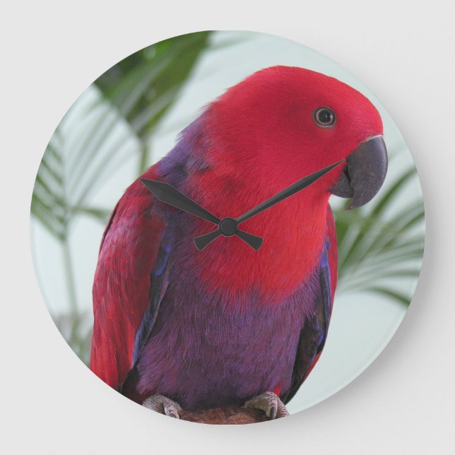 Clock-vacskt Eclectus parrot-hondjur Stor Klocka (Framsida)
