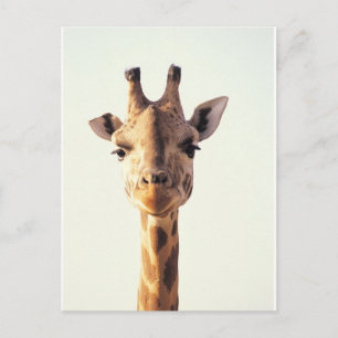 Close Giraffe Vykort