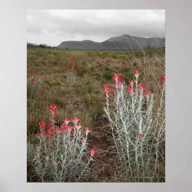 Close of Desert Plants, Del Rio, Texas, USA Poster (Framsidan)