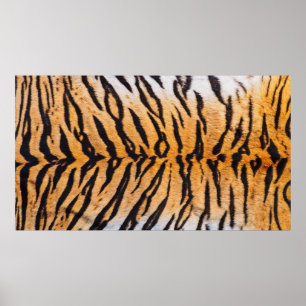 Close Shot of Real Indo-China Tiger (Panthera) Poster