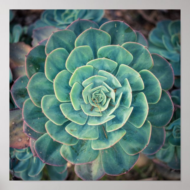 Close Succulent Poster (Framsidan)