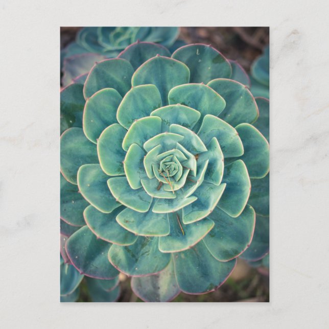 Close Succulent Vykort (Framsida)