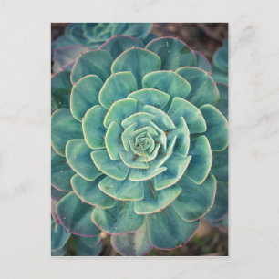 Close Succulent Vykort