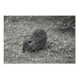 Close-up of baby nutria (Myocastor coypus) on fiel Fototryck