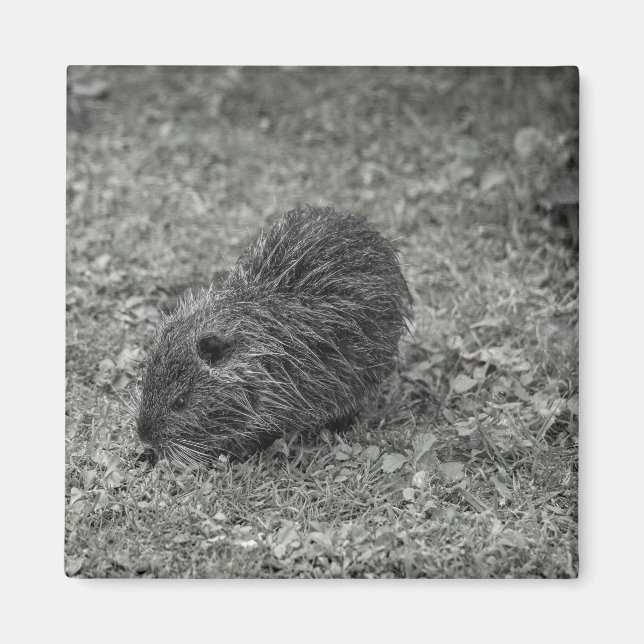 Close-up of baby nutria (Myocastor coypus) on fiel Magnet (Framsidan)
