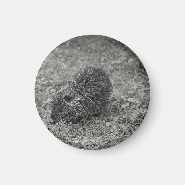 Close-up of baby nutria (Myocastor coypus) on fiel Magnet (Framsidan)