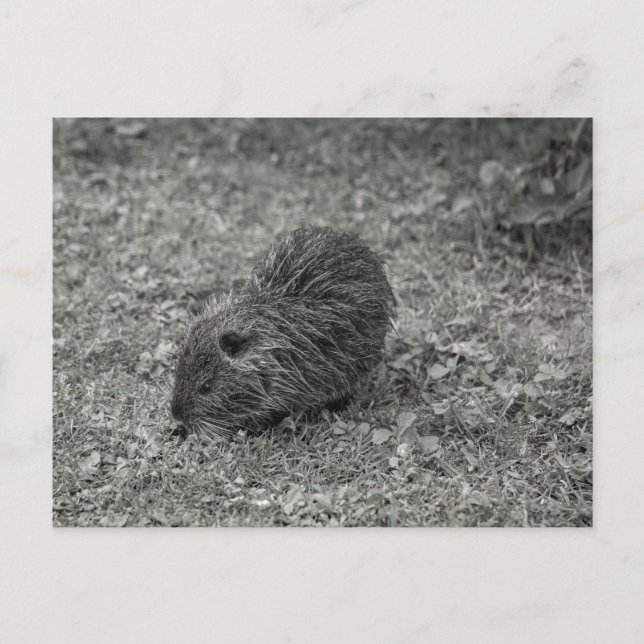 Close-up of baby nutria (Myocastor coypus) on fiel Vykort (Framsida)