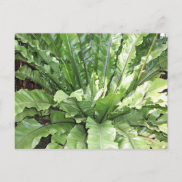 Close-up of the fern, Asplenium nidus. Vykort