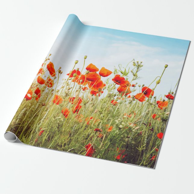 Close up poppies on field. Wild flowers in springt Presentpapper (Utrullad)