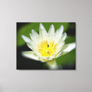 Close White Vatten Lily Flower and Bee 2 Canvastryck