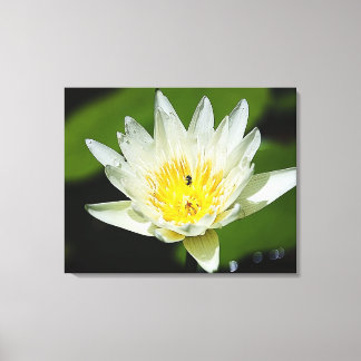 Close White Vatten Lily Flower and Bee Canvastryck