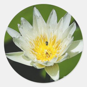 Close White Vatten Lily Flower and Bee Stickers Runt Klistermärke