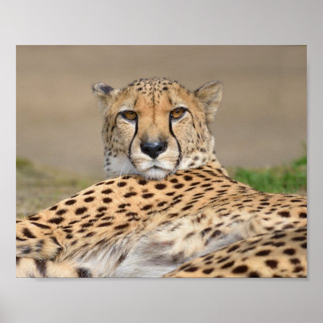 Closeup African Cheetah (Acinonyx jubatus) Poster (Framsidan)