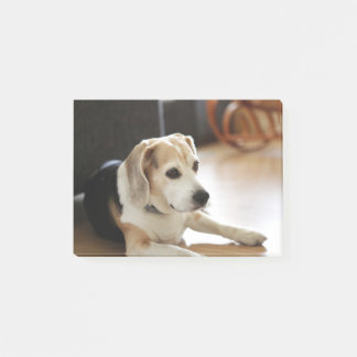 Closeup av den sunda Beaglevalpen Post-it Block