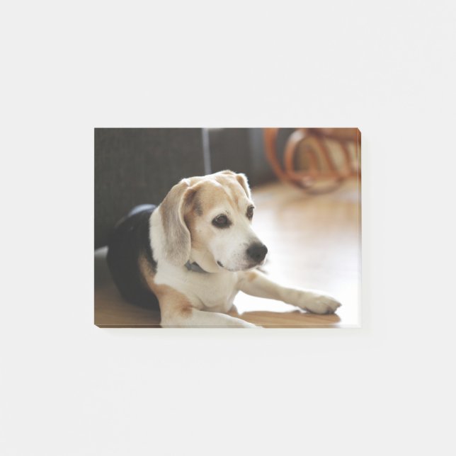 Closeup av den sunda Beaglevalpen Post-it Block (Framsida)