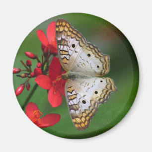 Closeup av vitfjärilen magnet