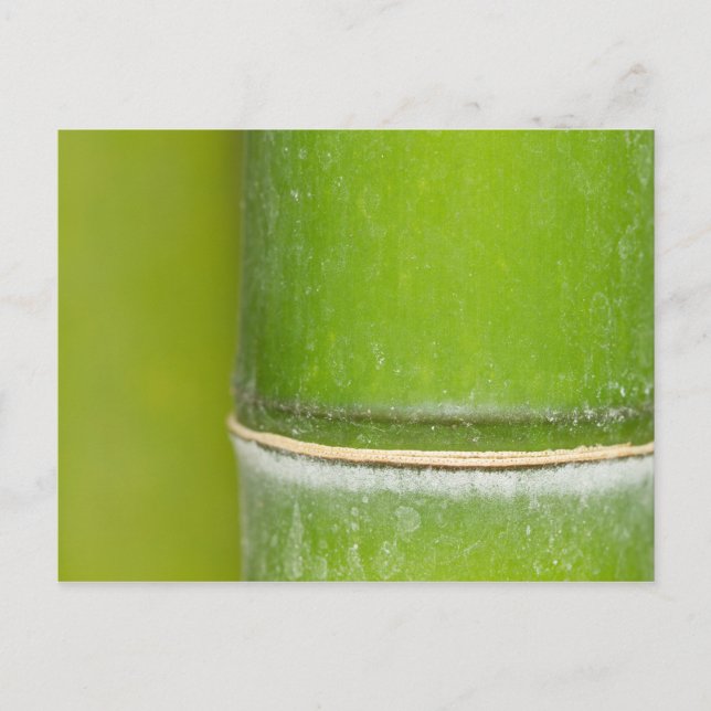 Closeup Bamboo Stalk Vykort (Framsida)