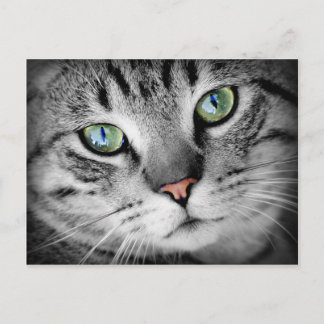 Closeup Cat Vykort