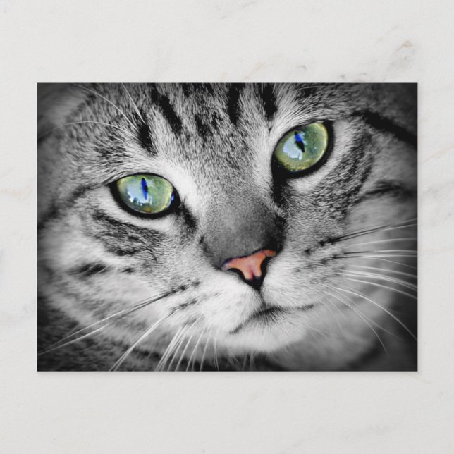 Closeup Cat Vykort (Framsida)