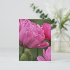 Closeup Deep Peony Rosa Ranunculus Vykort