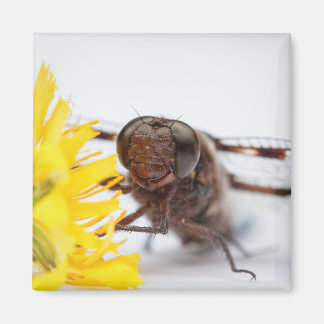 Closeup Dragonfly Ansikte och Gult Dandelion Flowe Magnet