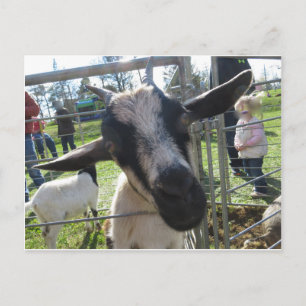 Closeup Goat Vykort